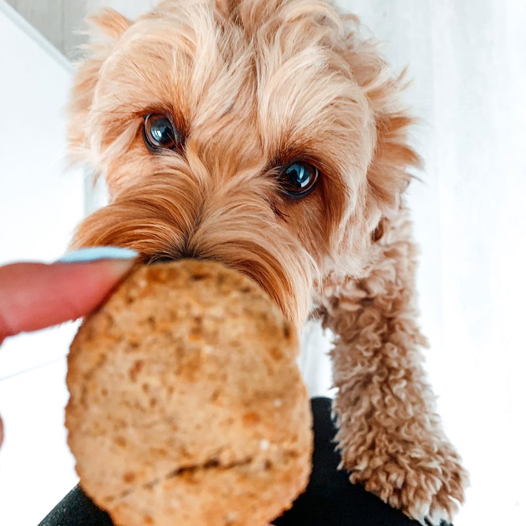 Homemade Banana Peanut Butter Dog Treats