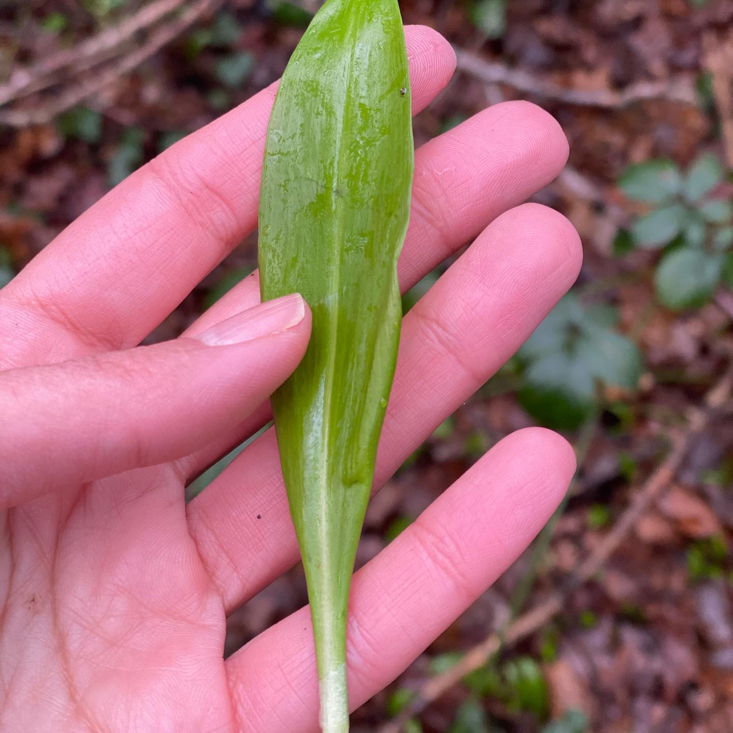 Wild Garlic Pesto with Gluten-Free Oat Pasta