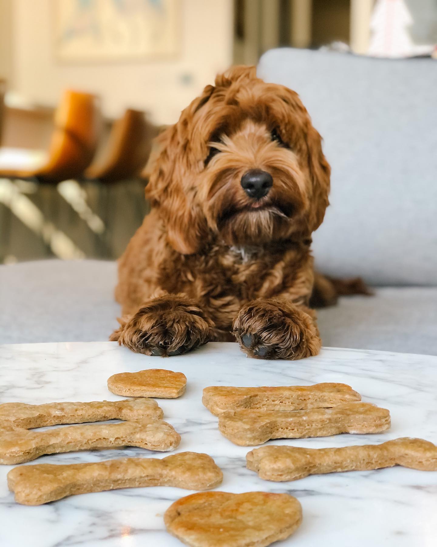 Homemade Dog Treats for Birthday Celebration