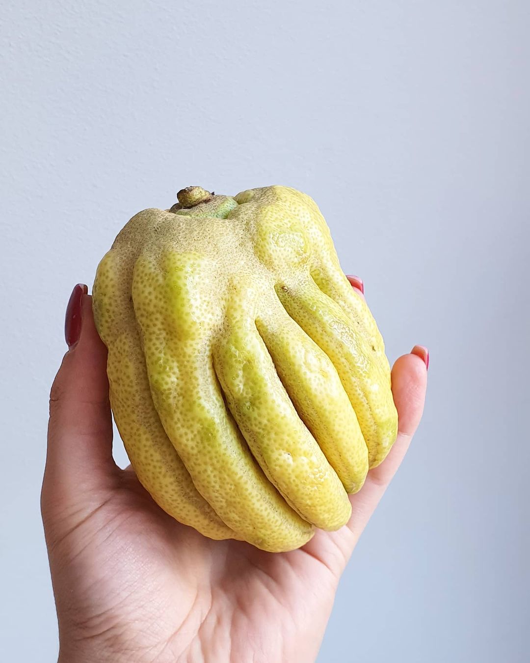 Lemon Cake with Buddhas Hand