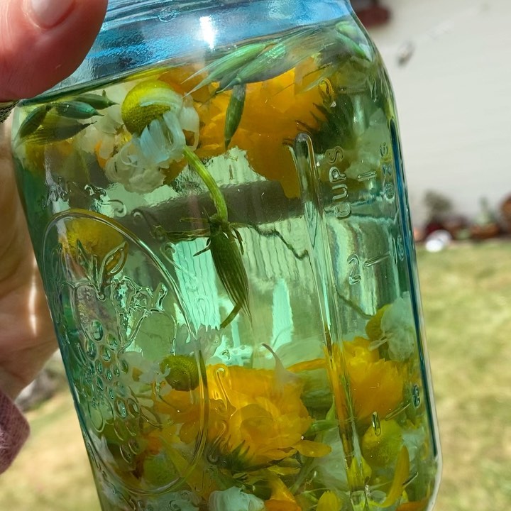 Fresh Chamomile and Herb Tea