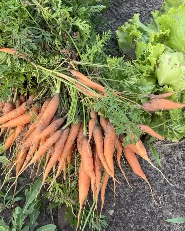 Glazed Baby Carrots with Herb Yoghurt Sauce