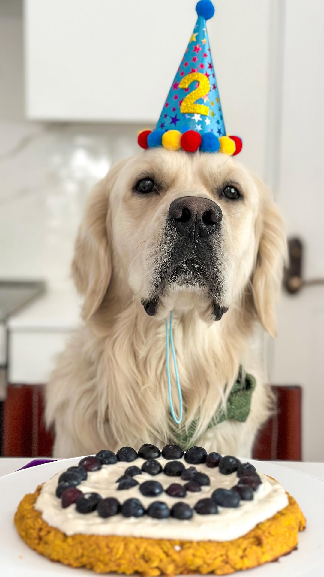 Vegan Pumpkin Carrot Dog Birthday Cake