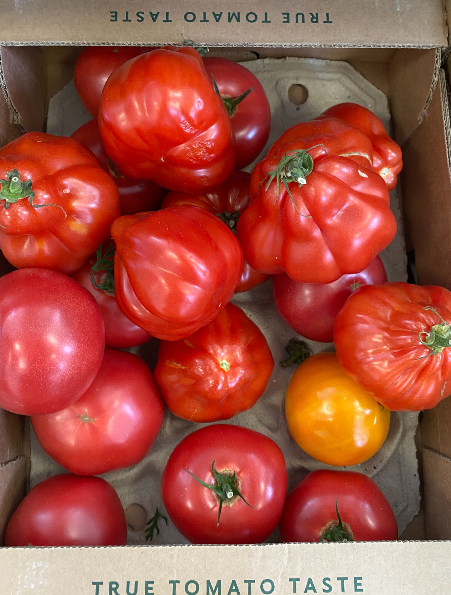 Tomato and Burrata Salad