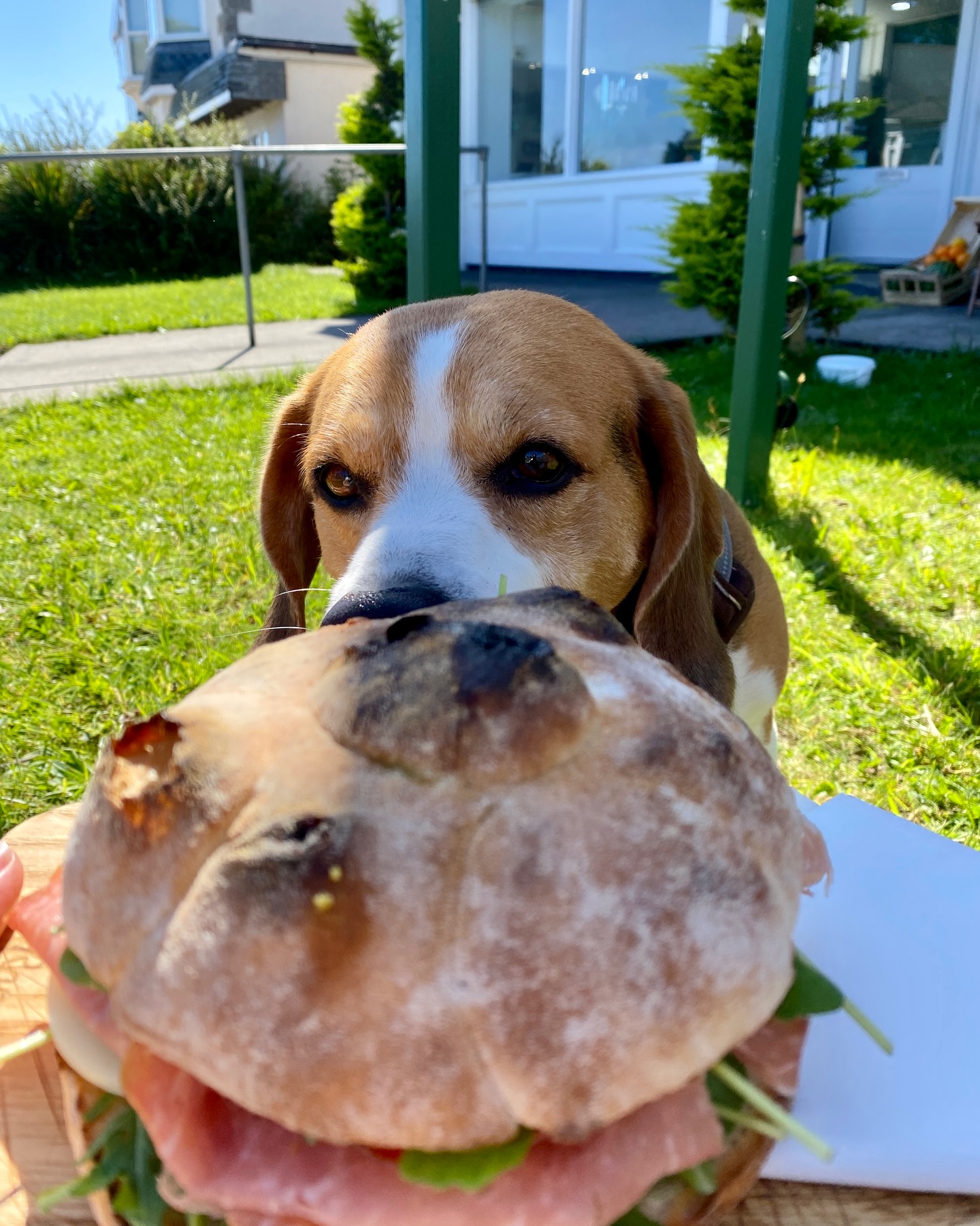 Italian Golfetta Salami Panino