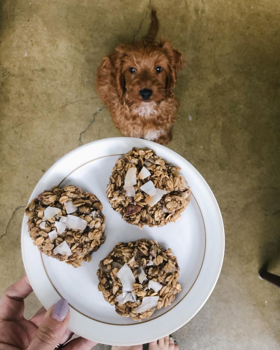 Easy Banana Oat Breakfast Cookies