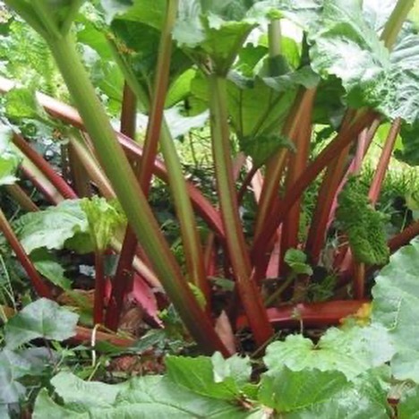 Rhubarb and Almond Tray Bake