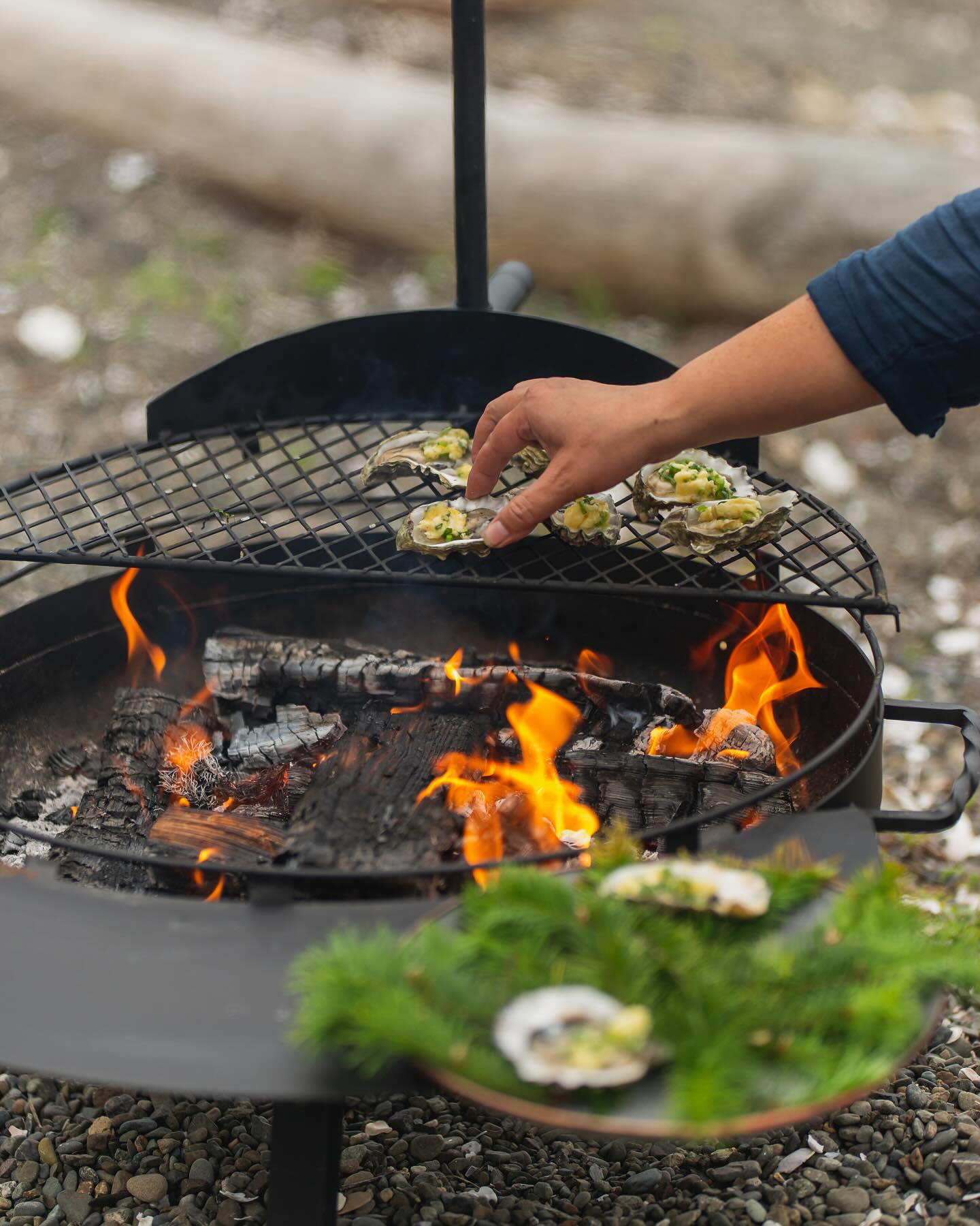 Fire-Roasted Hama Hama Oysters with Miso Butter