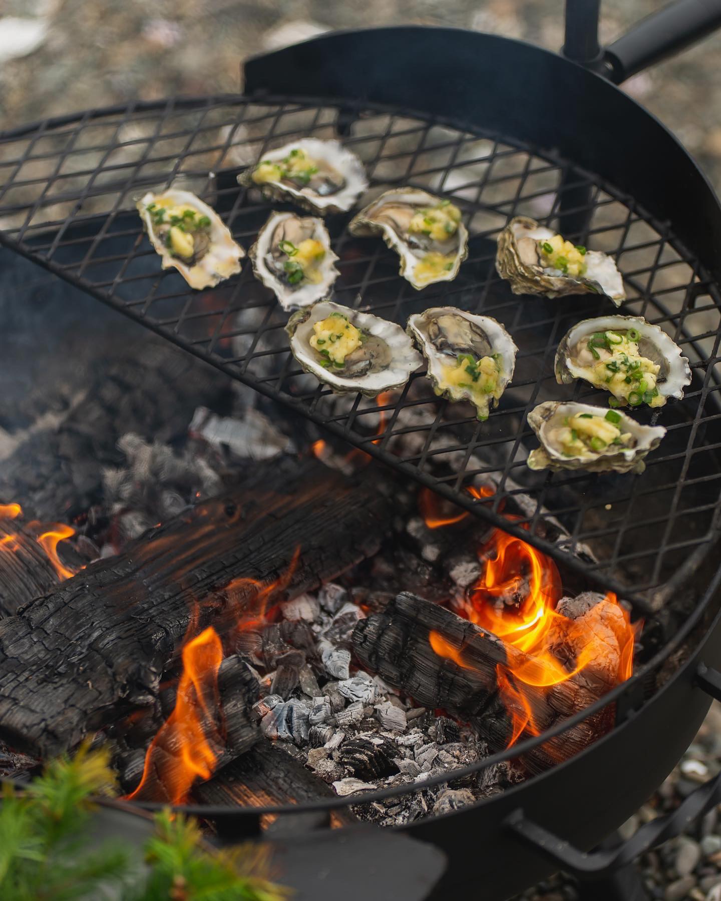 Fire-Roasted Hama Hama Oysters with Miso Butter