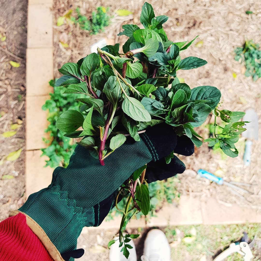 Refreshing Mint Tea with Fresh Leaves