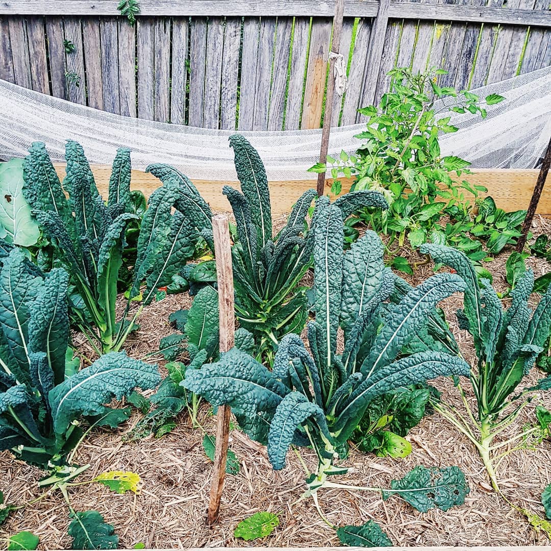 Fresh Green Smoothie with Garden Veggies