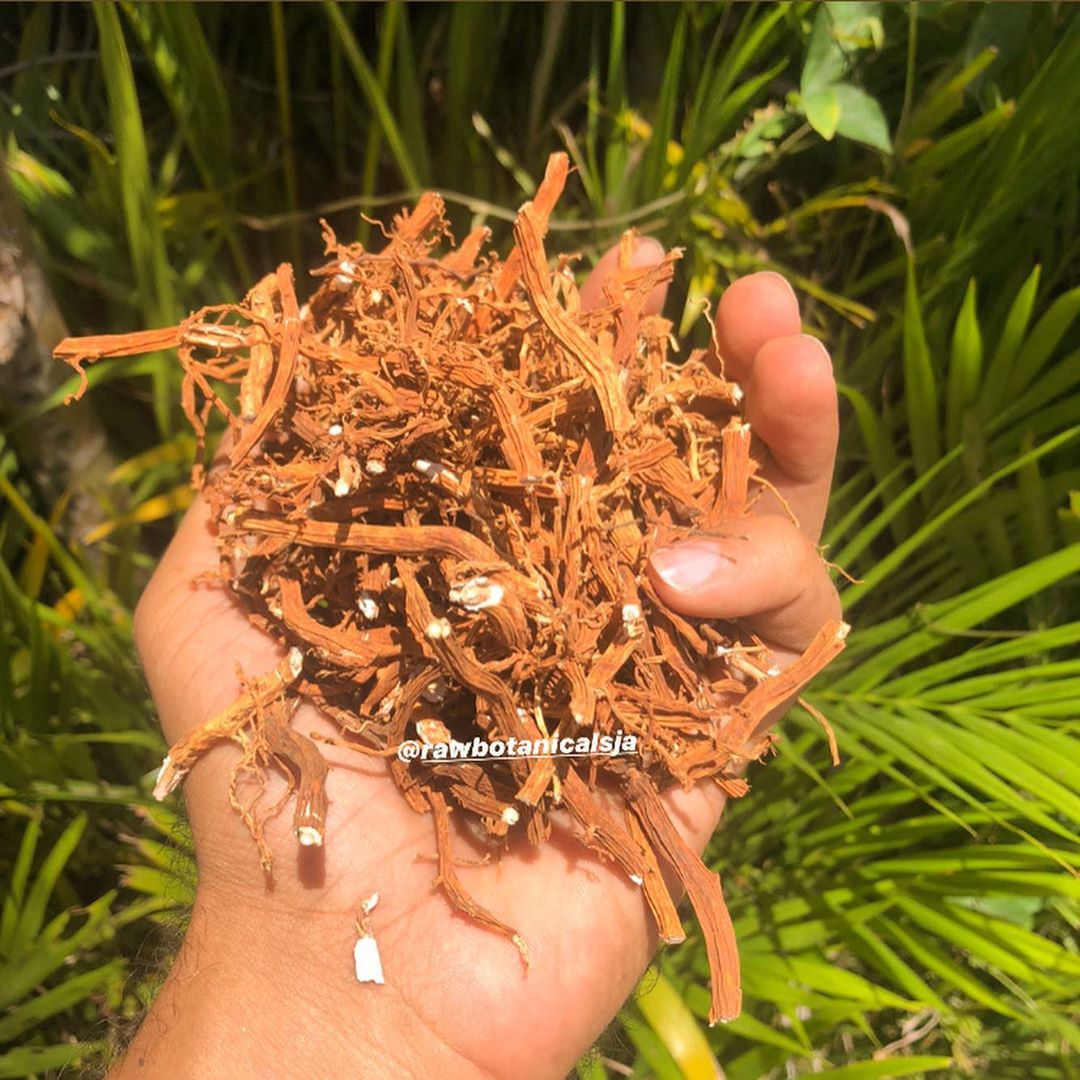 Sarsaparilla Herbal Tea Preparation