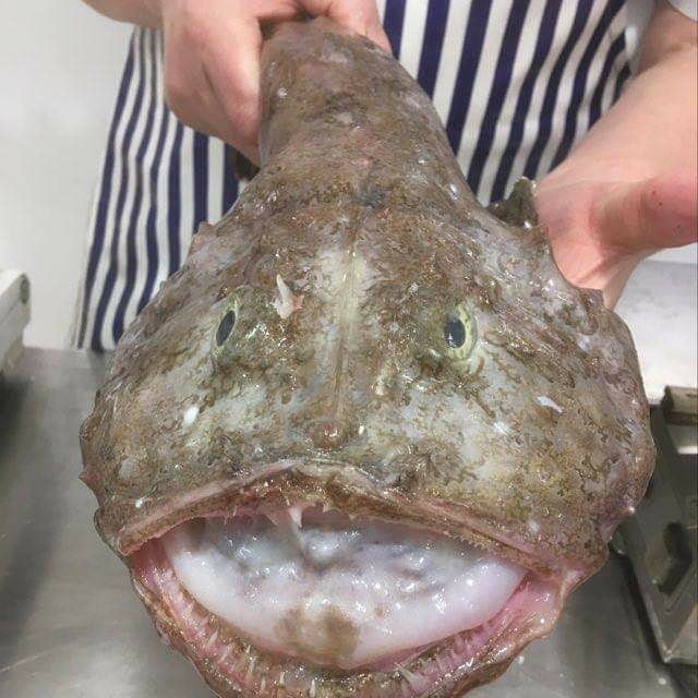 Monkfish Fillets with Brandy Mushroom Cream Sauce