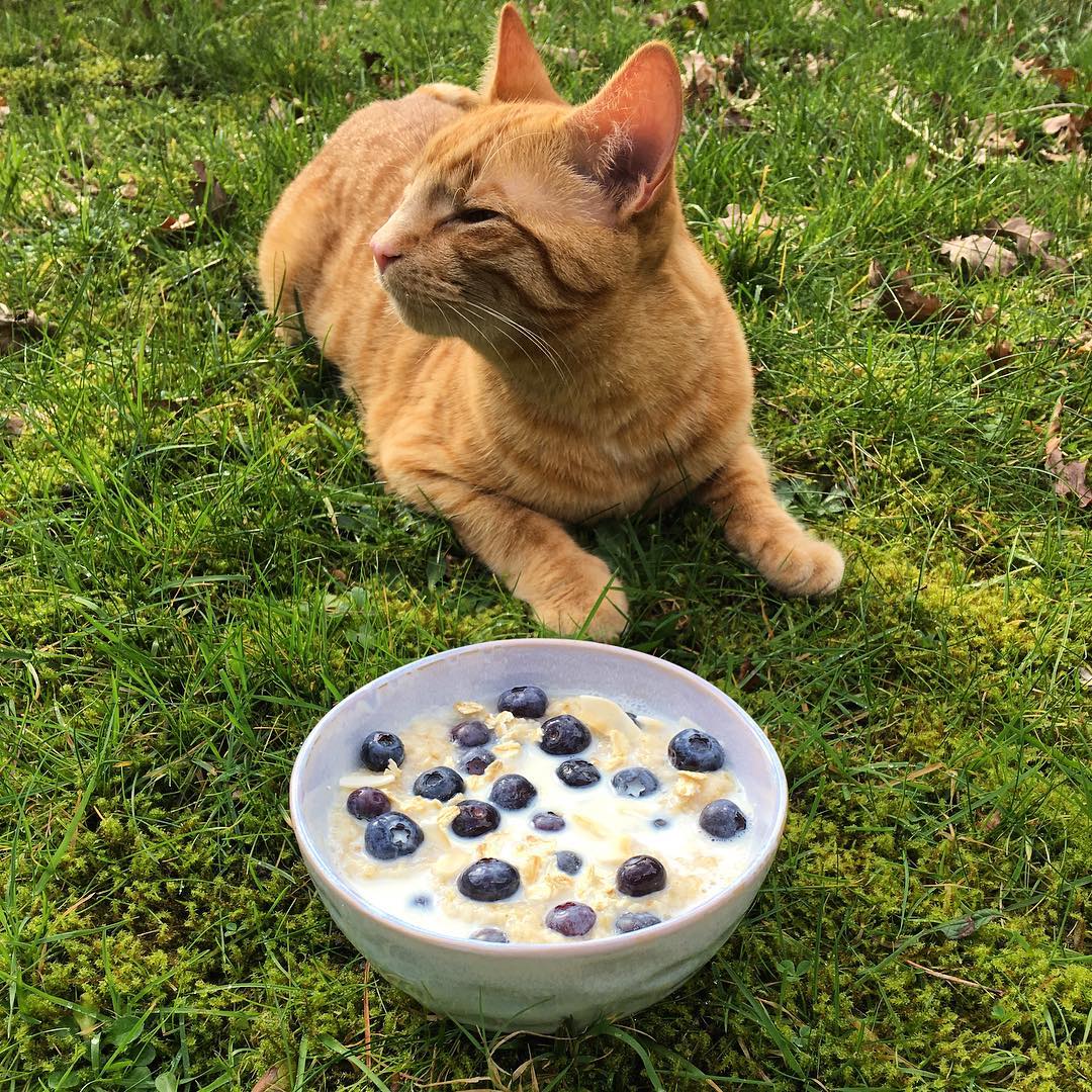 Vanilla Oat Porridge with Blueberries