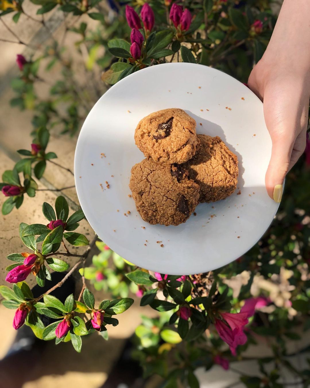 Easy Oatmeal Cookies with Chocolate Chips