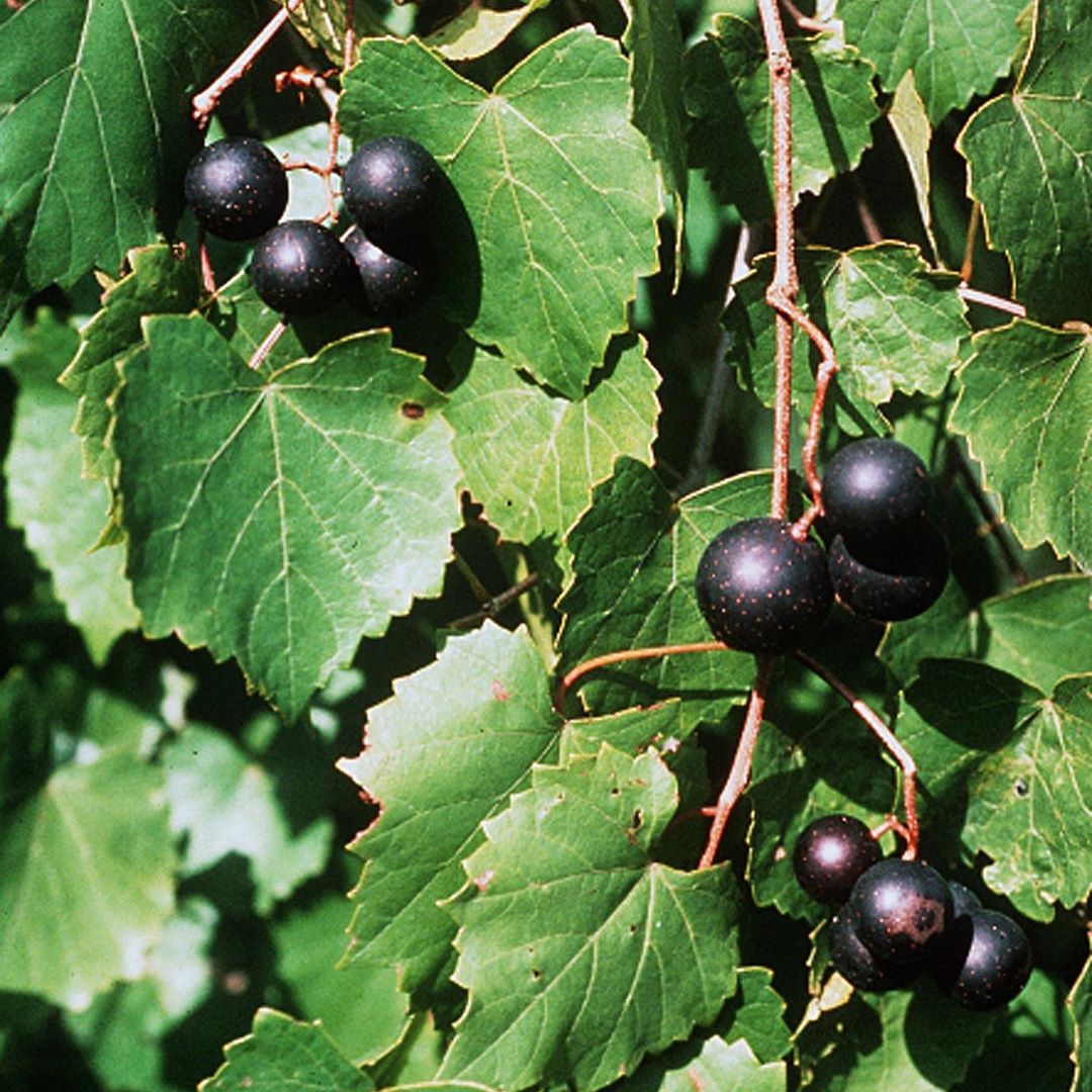 Refreshing Alkaline Grape Soda with Ginger