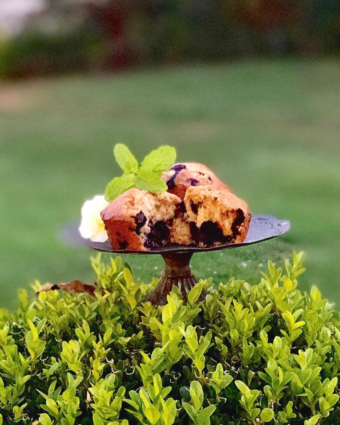 Warm Muffin Warm